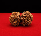 Gauri Shankar Rudraksh Authentic Super Collector Gauri Shankar Rudraksha | Certified Premium Nepali Bead