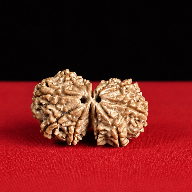 Natural Gauri Shankar Rudraksha – Rare Collector Grade Joined Rudraksha | Hand Selected