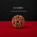 Original Damru 6 Mukhi Rudraksha | Collector Size | 100% Natural