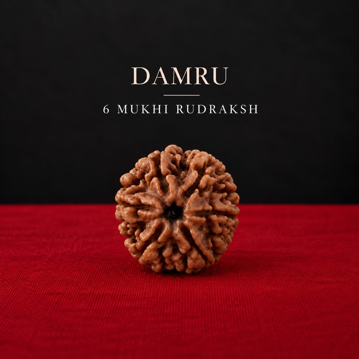 Original Damru 6 Mukhi Rudraksha | Collector Size | 100% Natural