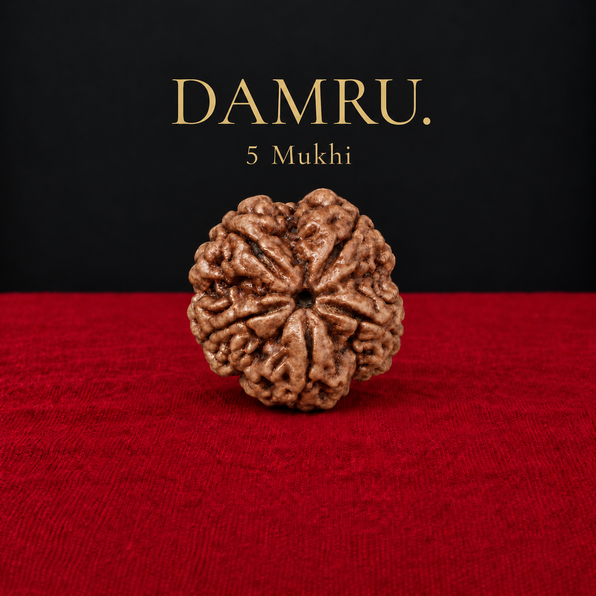 Super Collector Nepali 5 Mukhi Rudraksha – Rare Large Size Natural Bead