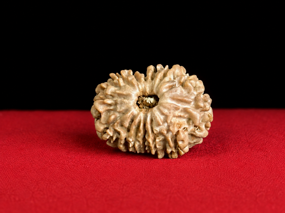 Rare 14 Mukhi Nepali Rudraksha – Natural Himalayan Collector Grade Bead
