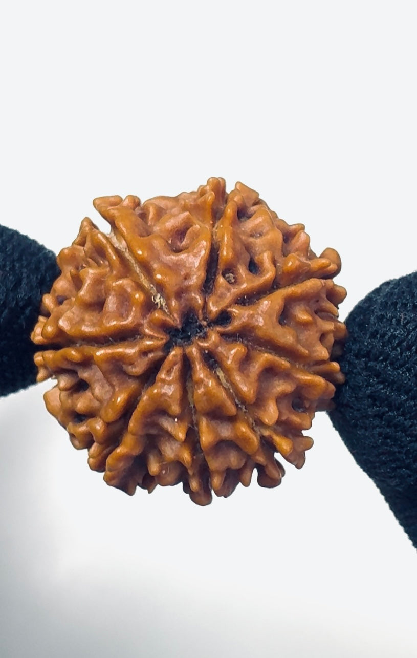 Collector Nepali 8 Mukhi Rudraksha – Rare High-Grade Natural Bead