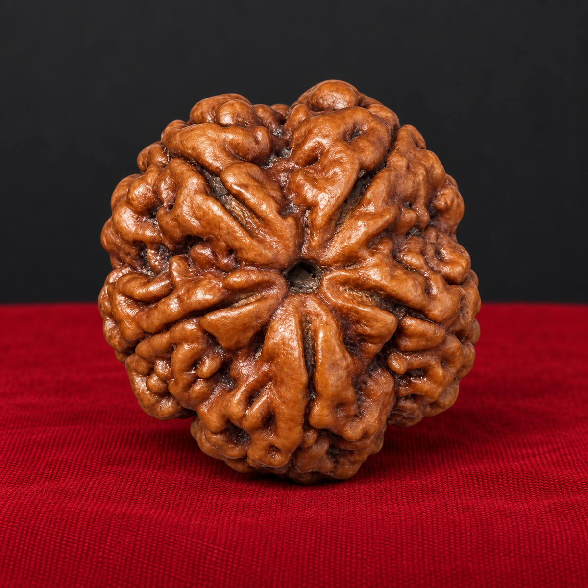 Super Collector Nepali 5 Mukhi Rudraksha – Rare Large Size Natural Bead