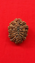 Rare 14 Mukhi Nepali Rudraksha – Natural Himalayan Collector Grade Bead