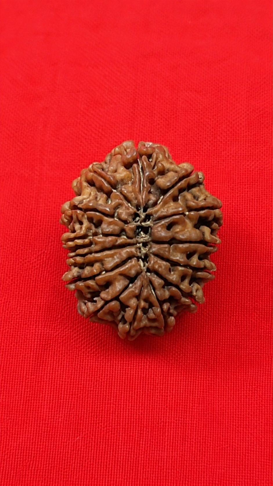 Rare 14 Mukhi Nepali Rudraksha – Natural Himalayan Collector Grade Bead
