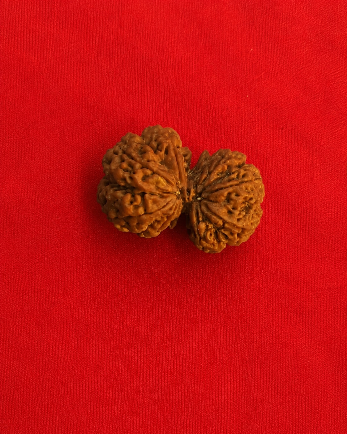 Rare Gauri Shankar Nepali Rudraksha – Natural Joined Shiva Shakti Rudraksha | Collector Grade