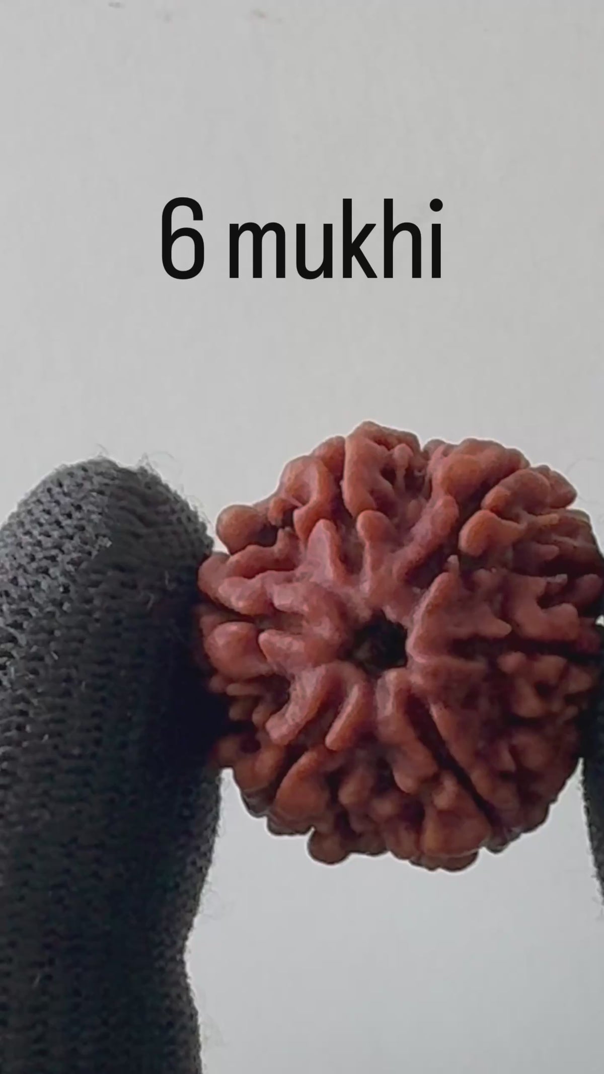 Original Damru 6 Mukhi Rudraksha | Collector Size | 100% Natural